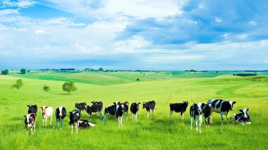 Nghiên cứu tăng tính đa dạng thực vật và độ màu mỡ của đất