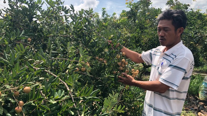 Hai loại quả đặc sản của Bà Rịa - Vũng Tàu được cấp mã vùng để xuất khẩu sang Nhật Bản