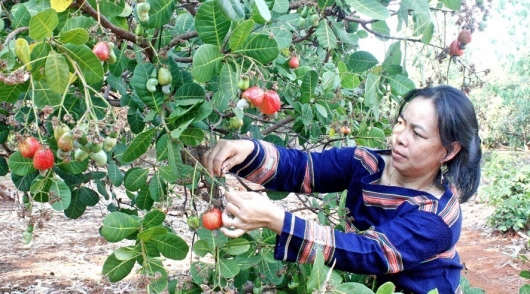 Vì sao "thủ phủ" điều tỉnh Gia Lai kém vui trong mùa thu trái ngọt?