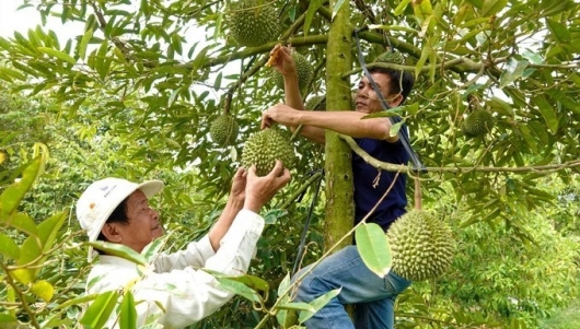 Trồng thành công sầu riêng siêu đắt của Malaysia, nhà vườn miền Tây bán nửa triệu/kg