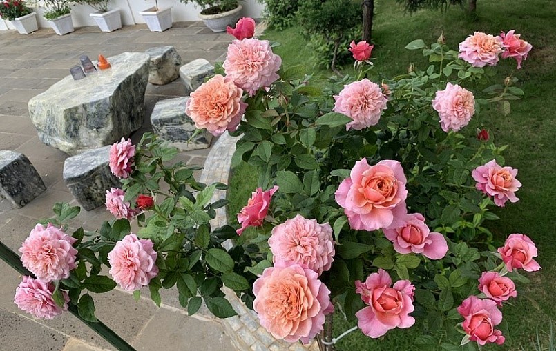 Nữ kỹ sư lộ tuyệt chiêu để có vườn hồng đẹp ngất ngây, hóa ra nhàn không tưởng
