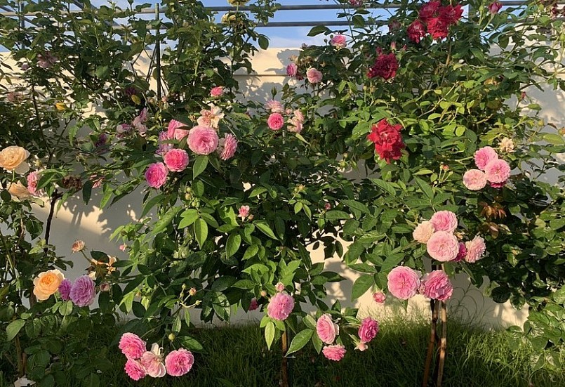 Đối với hoa hồng yếu tố quan trọng là nắng, ít nhất phải đủ 3 giờ nắng thì cây mới khỏe giảm thiểu tối đa các bệnh về lá.