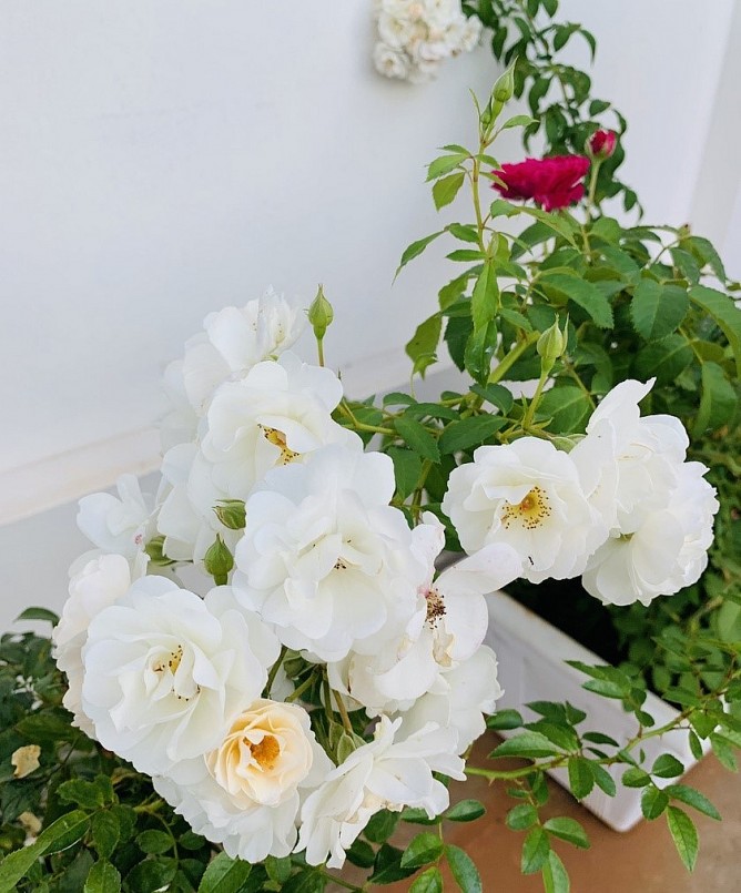 Để hồng ra hoa như ý, theo chị Trang, một trong những yếu tố quan trọng nhất đối với hồng là nắng sau đó là đất trồng, cây giống khỏe. 
