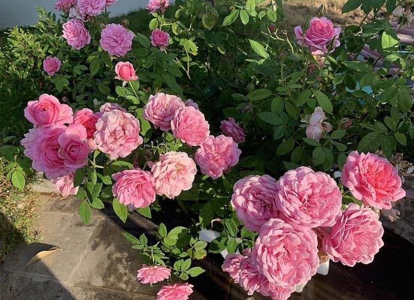 Nữ kỹ sư lộ tuyệt chiêu để có vườn hồng đẹp ngất ngây, hóa ra nhàn không tưởng