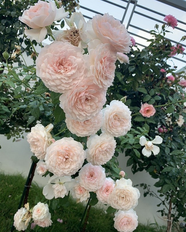 Vườn hồng có đủ các giống hoa với màu sắc đa dạng.