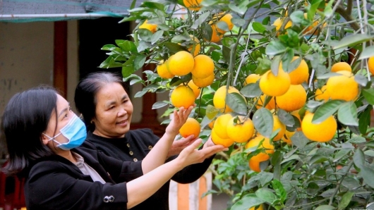 Nghệ An vươn lên đứng thứ 2 cả nước về số lượng sản phẩm OCOP