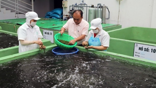 Thu nhập tiền tỷ nhờ tìm ra bí quyết trồng rong nho