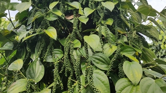 Đánh liều trồng giống tiêu quả xanh lè đã cho thu hoạch, ông nông dân Gia Lai trúng lớn