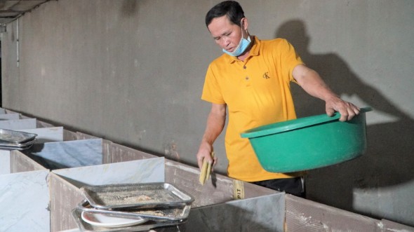 Nuôi loài chuột chỉ ăn không uống, bán cho nhà hàng làm món đặc sản, người nuôi thu nhập tiền tỷ