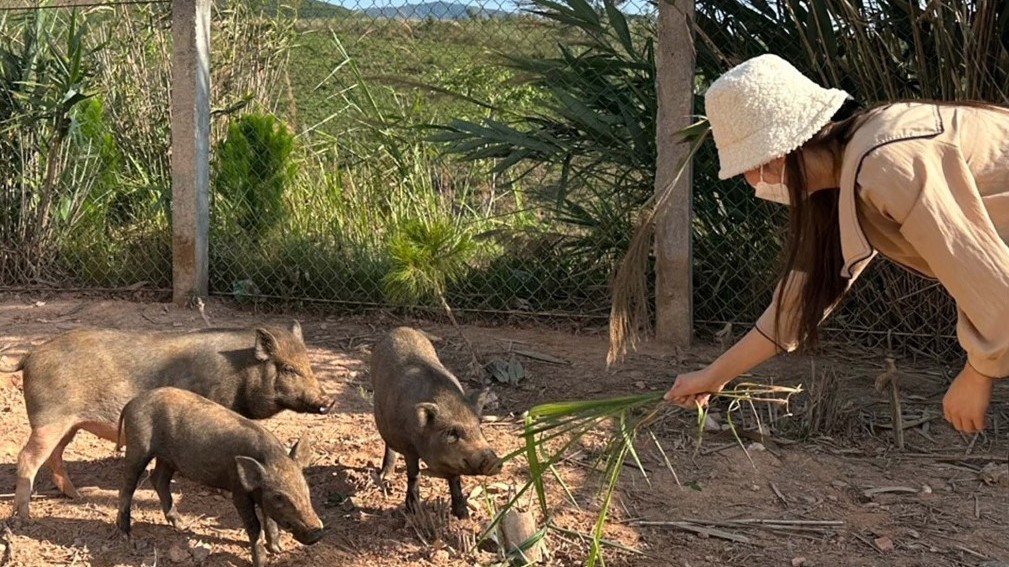 Hiệu trưởng đăng tin bán heo lý do thật bất ngờ, hóa ra ở vùng cao giáo viên không chỉ có dạy học