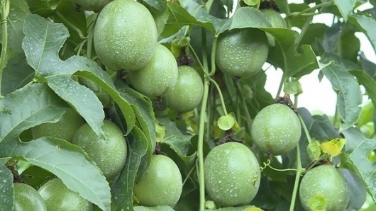 Để chanh dây rộng đường xuất khẩu cần nâng chất đạt chuẩn vào thị trường châu Âu