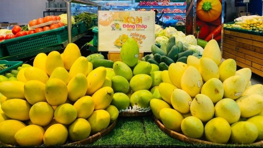 Xoài Việt xuất khẩu Nhật Bản vì sao giá chỉ bằng nửa so với xoài Thái Lan?