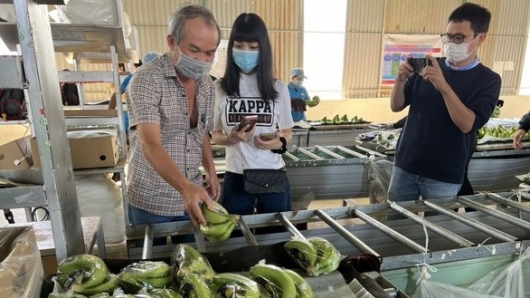 Thứ cây có từ ngàn đời, một công ty đầu tư trồng, chỉ bán quả cũng thu 8 tỷ đồng/ngày