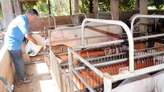 Giá heo hơi hôm nay 02/5: Trầm lắng trong kỳ nghỉ, Trung Quốc vỗ béo heo đối phó rớt giá