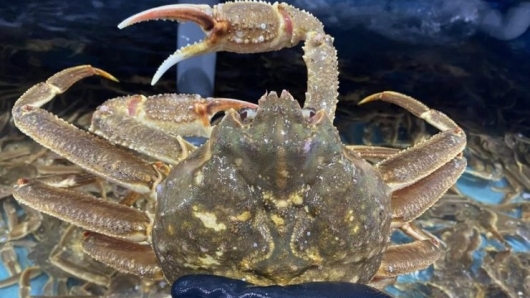 Loại cua có giá tới 2 triệu đồng một con có gì đặc biệt?