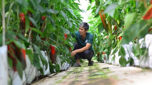 Trồng giống ớt ngọt như trái cây, bán giá 80.000 đồng/kg, nông dân Lâm Đồng thu tiền tỷ