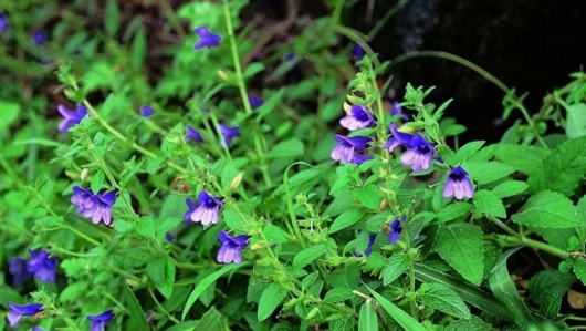 Tác dụng hữu ích của cây bồ bồ