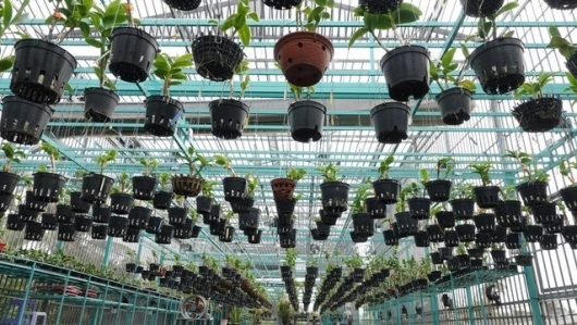 Kỹ sư xây dựng làm vườn lan đặc biệt, điều khiển bằng điện thoại thu nửa tỷ mỗi năm