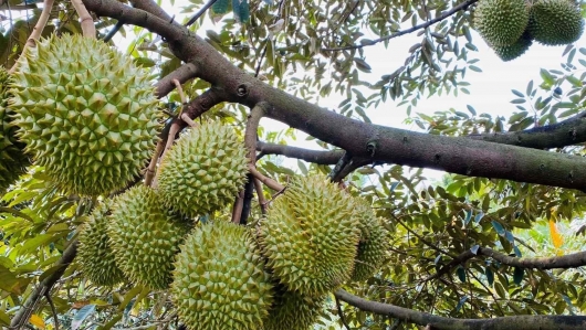 Sầu riêng lao dốc khó giữ mốc 50.000 đồng/kg, Cục Trồng trọt tiếp tục cảnh báo