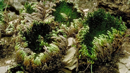 Tác dụng hữu ích của cây trường sinh thảo