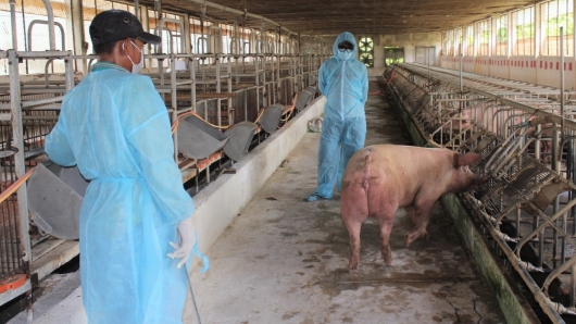 Giá heo hơi hôm nay 05/5: Tăng giảm bất thường, thương lái chỉ mua heo của doanh nghiệp vì chiết khấu cao