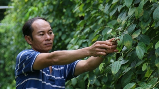 Cây vàng đen một thời tìm lại vị thế trên đất Gia Lai từ những giải pháp bứt phá