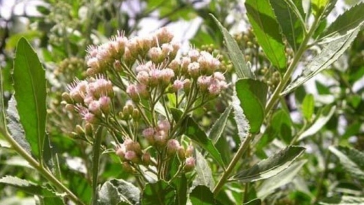 Tác dụng của sài hồ nam