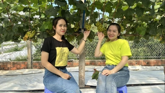 Chi tiền tỷ thuần hóa giống nho ngoại sang chảnh, bị coi là "khùng" lão nông Tây Đô cười nhẹ