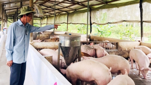 Giá heo hơi hôm nay 06/5: Lấy lại đà tăng, heo về chợ giảm một nửa cản trở động lực bứt giá