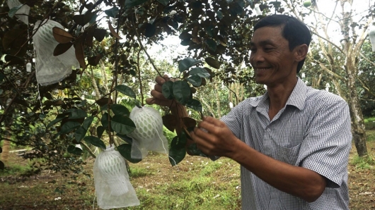 Ăn thử quả vú sữa đẹp mắt thấy ngọt mát, thơm dẻo quyết về nhân giống tạo ra vườn cây tiền tỷ