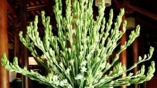 Trồng loài hoa trắng thơm thảo tinh khiết, vợ chồng giáo viên thu trăm triệu mỗi năm