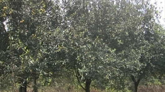 Tác dụng chữa bệnh của quả sơn tra