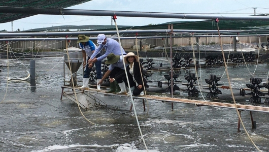 Bỏ tiền tỷ nuôi tôm công nghệ cao nay giá rớt mạnh chỉ mong thu trăm triệu đã khó