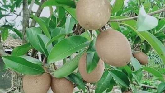 Bỏ cam quýt trồng loại cây cho quả ngọt lịm lại cực tốt với sức khỏe, bói vụ đầu đã thu 200 triệu