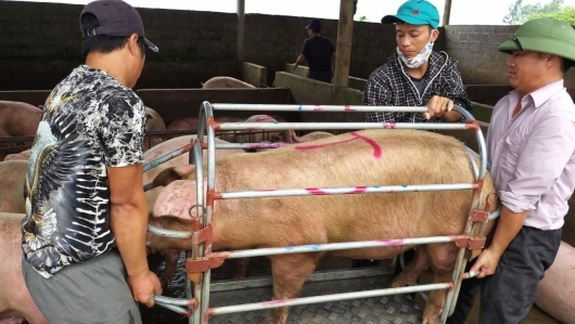 Giá heo hơi hôm nay 08/5: Lặng sóng trên đỉnh 55.000 đồng/kg, đề xuất trữ thịt heo để bình ổn thị trường