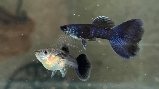 Anh thợ hồ nuôi loài cá tý hon đủ màu đẻ khỏe trong bể xi măng, mỗi ngày thu tiền triệu