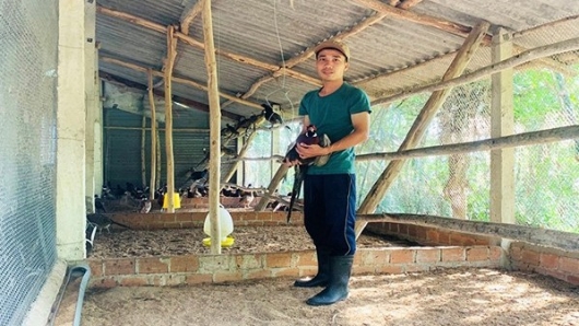 Nuôi loài chim lạ được ví như "siêu thịt gà", bán 250.000 đồng/kg, thu nhập trăm triệu mỗi năm