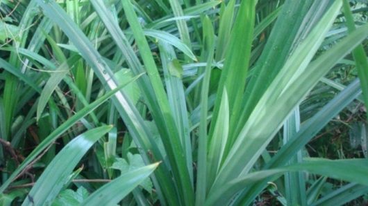 Tác dụng chữa bệnh của cây cơm nếp