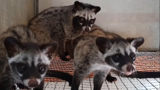 Nông dân đất võ nuôi chồn hương bán 40 triệu/cặp giống, thu 1,4 tỷ mỗi năm