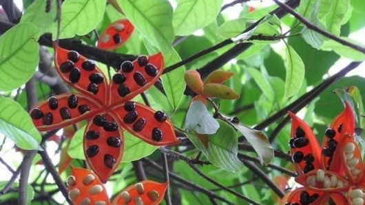 Tác dụng của cây mề gà