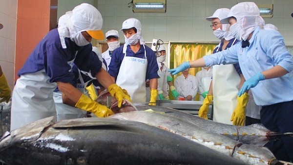 Xuất khẩu cá ngừ sang thị trường Mỹ tiếp tục giảm sâu