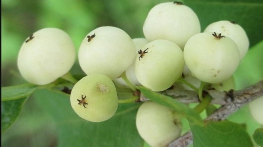 Tác dụng chữa bệnh của cây nổ gai