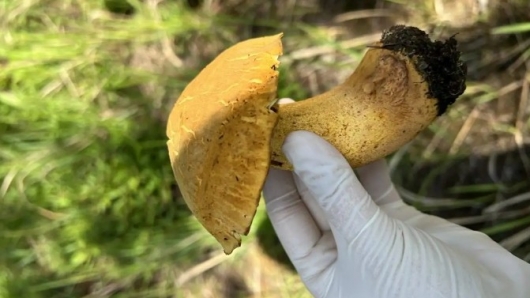 Hái nấm ở Đà Lạt - trải nghiệm thú vị vào mùa mưa