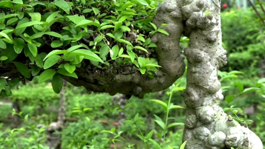 Lưu giữ giá trị triết lý kiểng cổ dòng mai nu tạo đẳng cấp "thủ phủ" mai nu chiếu thủy Gò Công