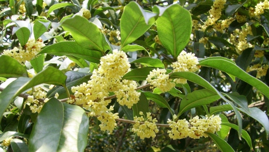 Trồng mộc hương làm cây cảnh, lấy hoa ướp trà hoặc làm nước hoa sau 5 năm có nguồn thu tiền tỷ