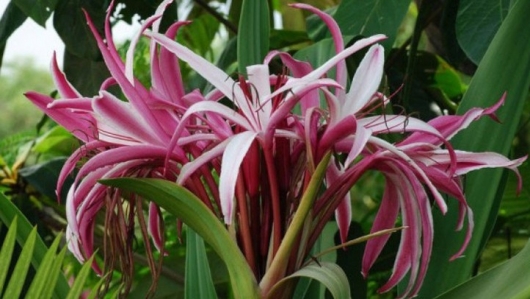 Tác dụng hữu ích của cây đại tướng quân