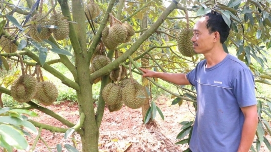 Tỷ phú sầu riêng tự tin vẫn thu lợi nhuận tiền tỷ ngay cả khi chỉ còn 20.000 đồng/kg