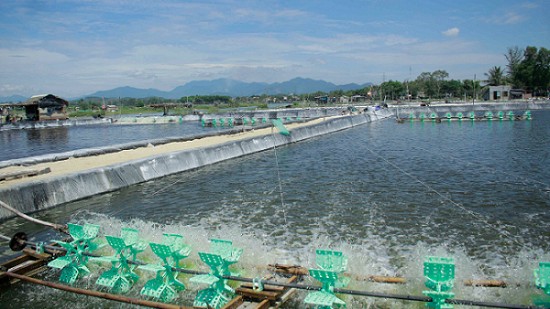 Sản lượng thủy sản tăng nhẹ trong 4 tháng