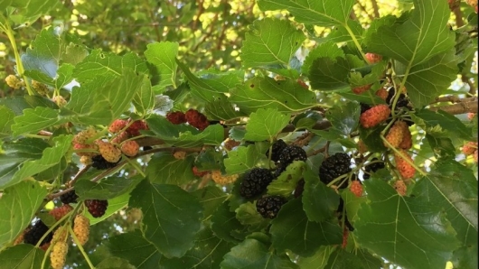 Tác dụng hữu ích của tang diệp