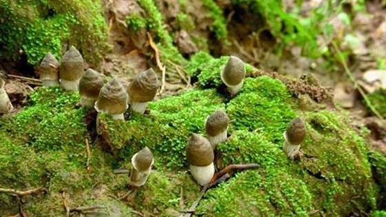 Nấm Mối đầu mùa có giá gần triệu đồng, giá đắt có "sắt ra miếng" ?